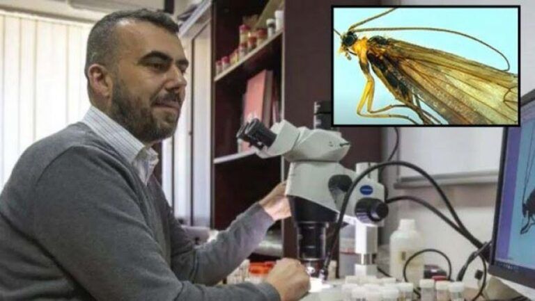Nesër prezantohet insekti më i ri i zbuluar në Kosovë